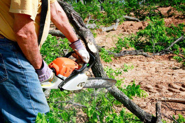 Best Emergency Tree Service  in Hollister, MO